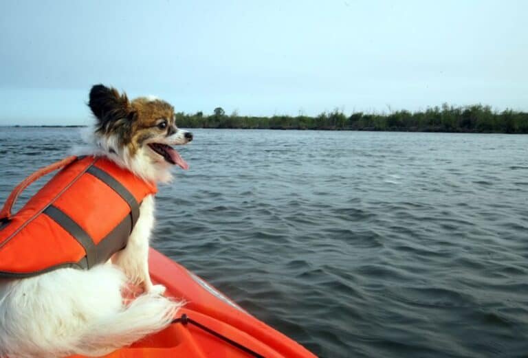 7 Best Kayak For Dogs on Amazon: Paddle with Your Pooch